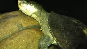 Elsay belogorlae, o broască țestoasă unică, capabilă să respire pradă, este amenințată cu dispariția